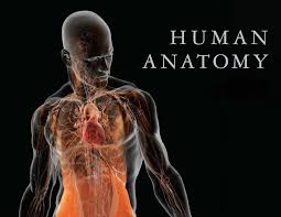 transparent human body reveals muscle and nervous system